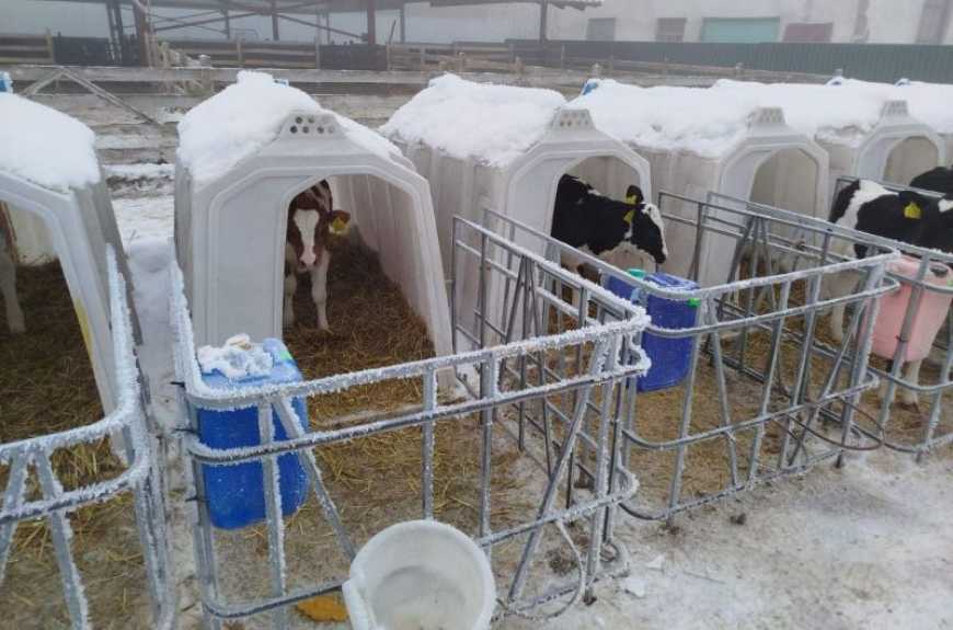 На Вінниччині планують збудувати комплекс для випоювання телят на молочній фермі