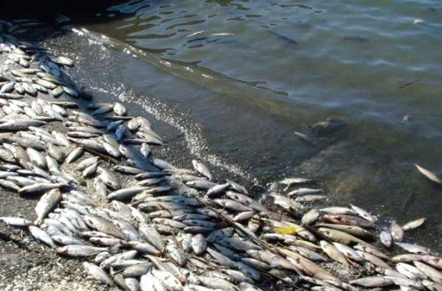 Збитки рибної галузі через знищення Каховської греблі сягнули майже 10 млрд грн