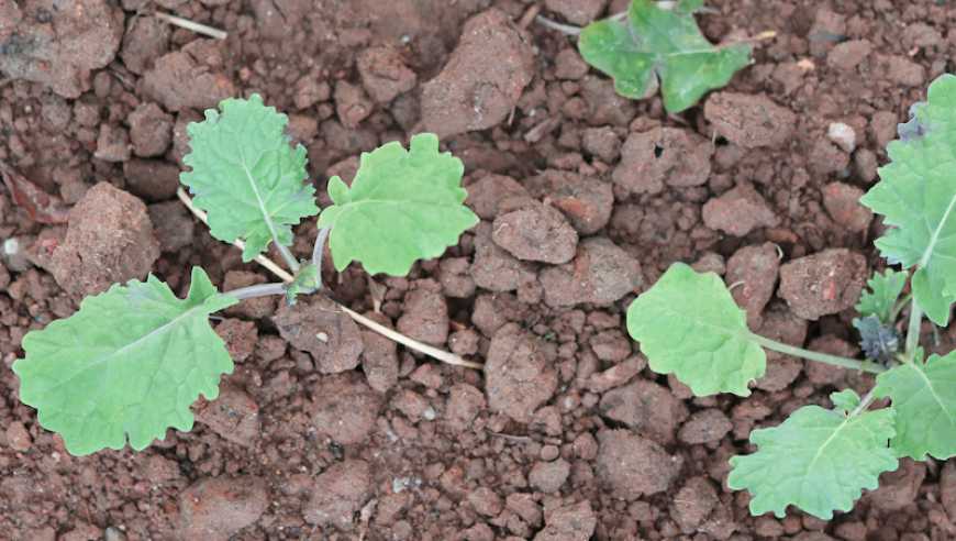 Захищаємо ріпак озимий від бур’янів на ранніх етапах вегетації