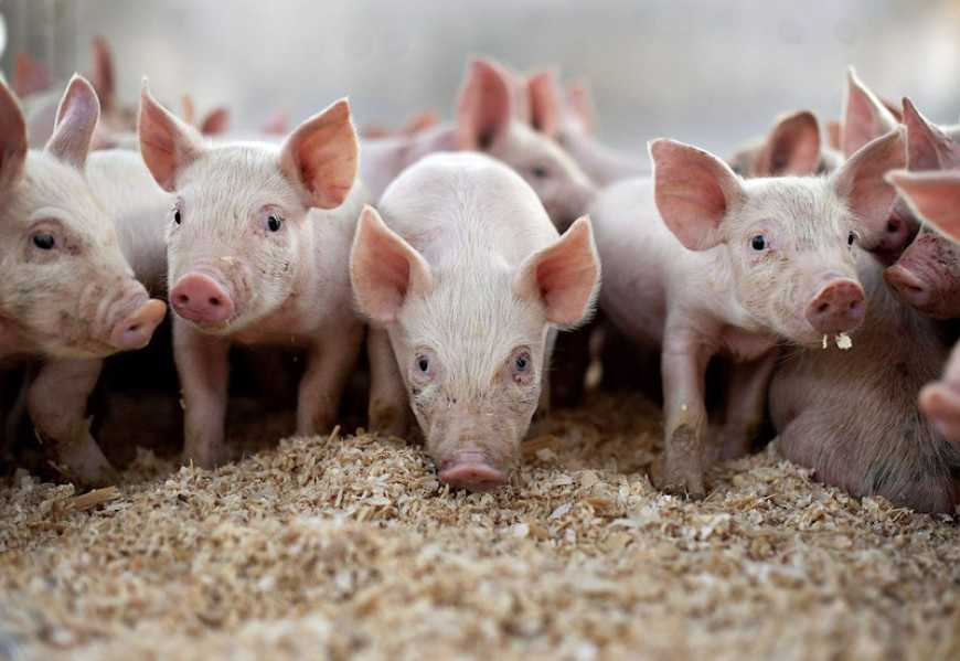 Україна за 2 місяці закупила за кордоном свиней на 879 тис. доларів