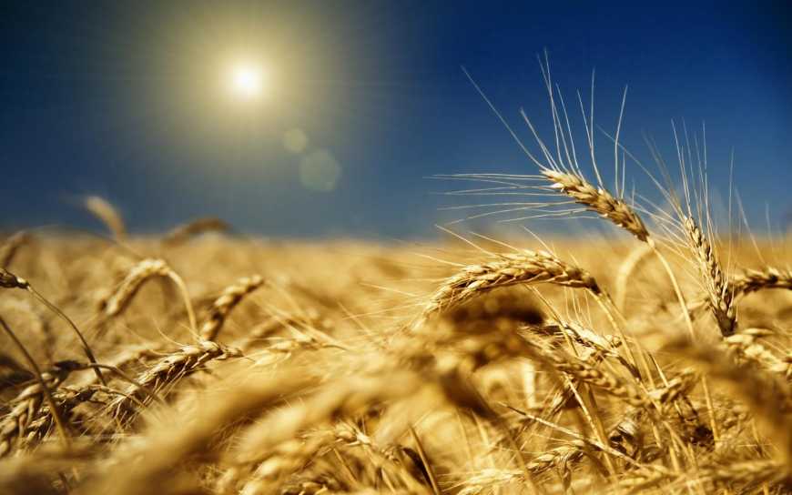 В Україні у січні запустять Державний аграрний реєстр