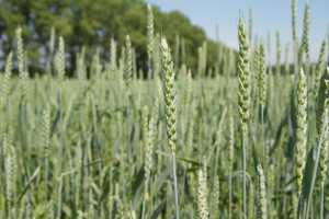 Алгоритми вирощування озимої пшениці