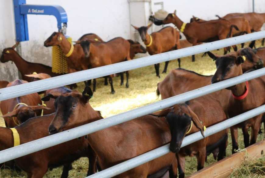 Ферма у Херсонській області планує подвоїти поголів'я альпійських кіз