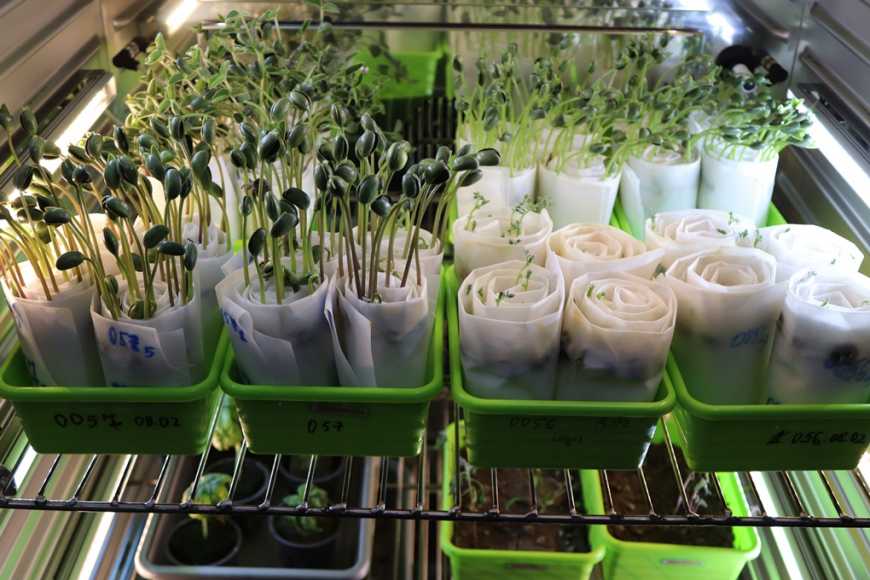 Експертиза насіннєвого матеріалу забезпечить високу врожайність культур