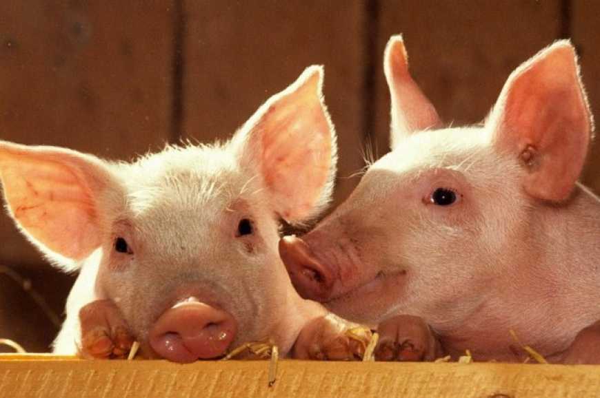 Якщо держава не боротиметься з африканською чумою - свинарі втратять до тридцяти мільярдів гривень