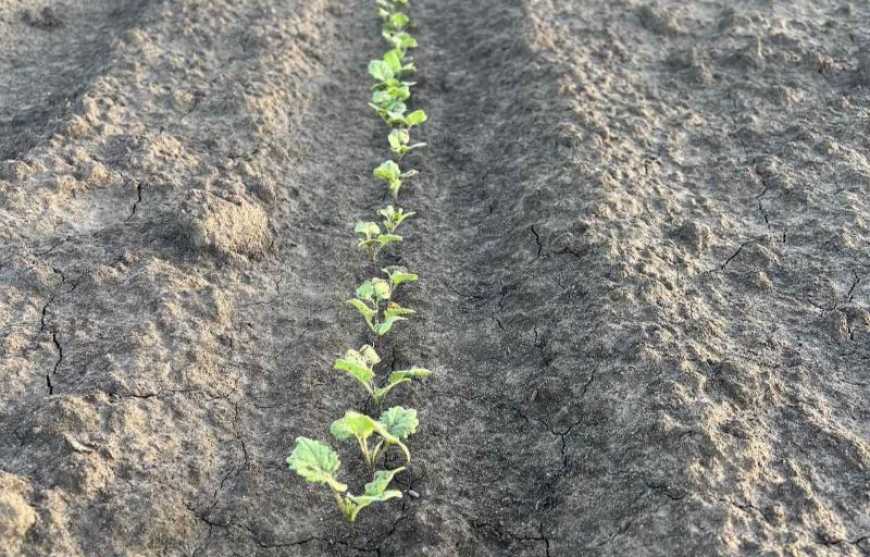 Corteva Agriscience розпочала вирощування для виробничих цілей насіння ріпаку озимого бренду Pioneer® в Україні