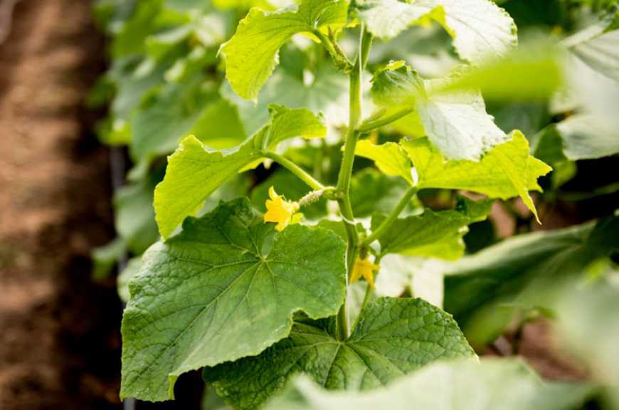 Екстракт листя огірка діє проти шкідників на картоплі – дослідження