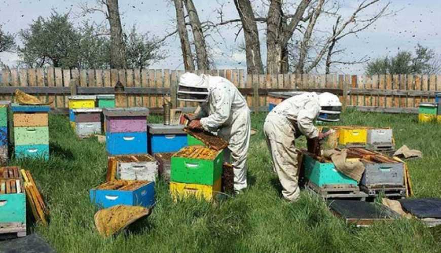 160 кг меду з бджолосім’ї: з українськими пасічниками поділилися канадським досвідом у бджільництві