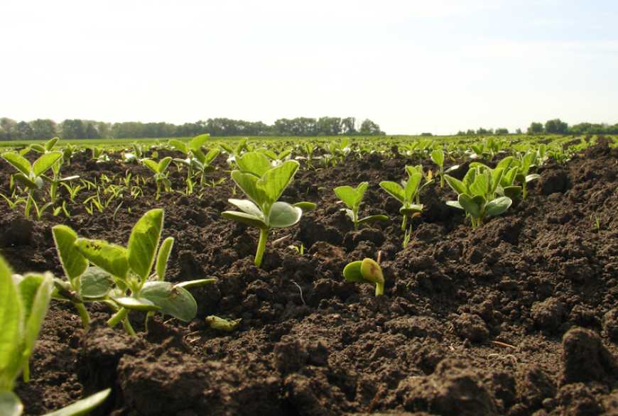Позакореневе живлення сої в різних ґрунтово-кліматичних зонах України