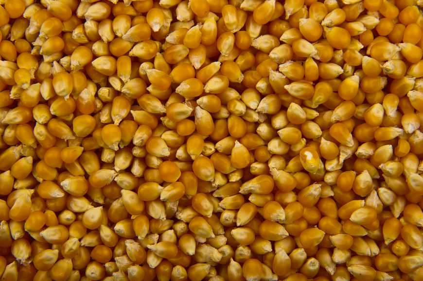У світі зростає попит на українську кукурудзу