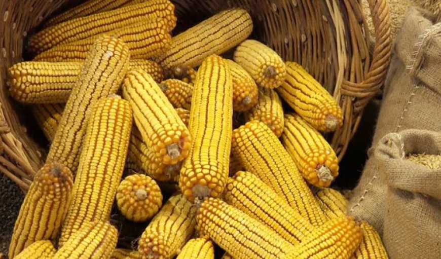 Україну можуть витиснути з ринку кукурудзи