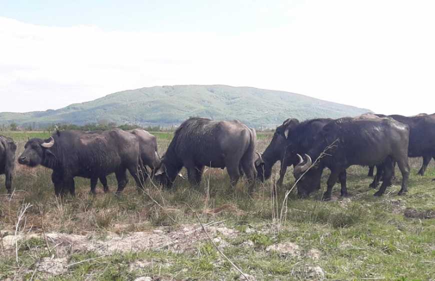 В Україні функціонує унікальна ферма з чорними буйволами