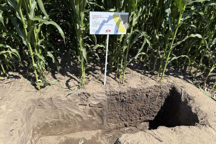 Кукурудза за Strip-till технологією: реальні результати та перспективи