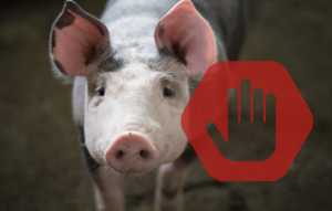 АЧС: у 2025 році на Івано-Франківщині зареєстрували 14 випадків