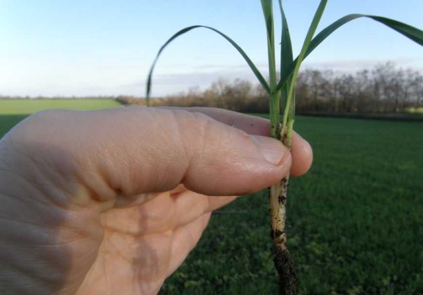 На Полтавщині фіксують підтоплення озимих культур