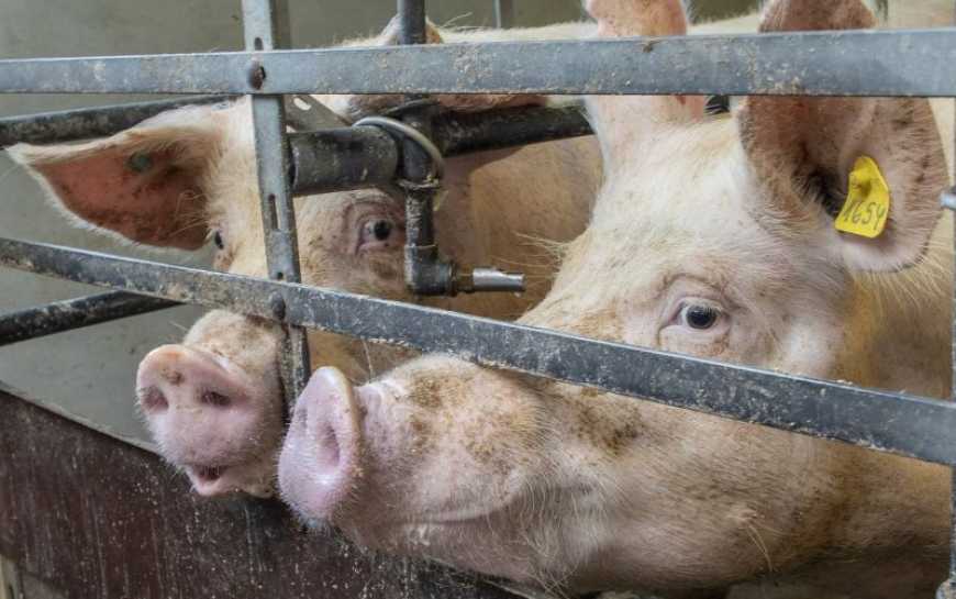 Ринок живця: в Україні знову зростають ціни