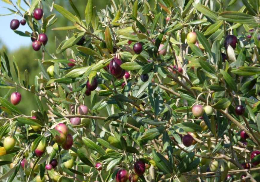 На Херсонщині висадять першу плантацію оливкових дерев