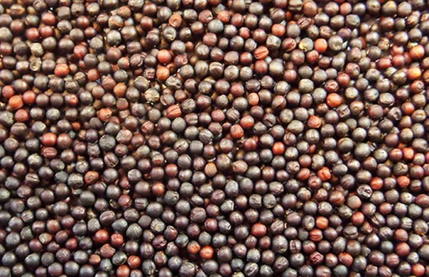 У сезоні-2024/25 Україна збільшила експорт ріпаку до ЄС