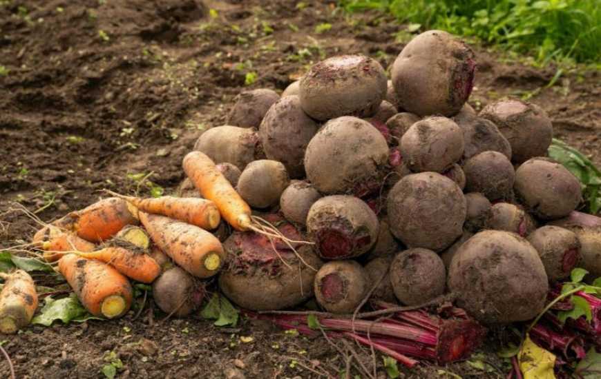 В Україні бракує овочесховищ для 1 млн тонн урожаю