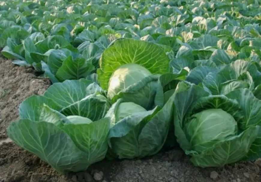 На Тернопільщині фермери безкоштовно роздають капусту