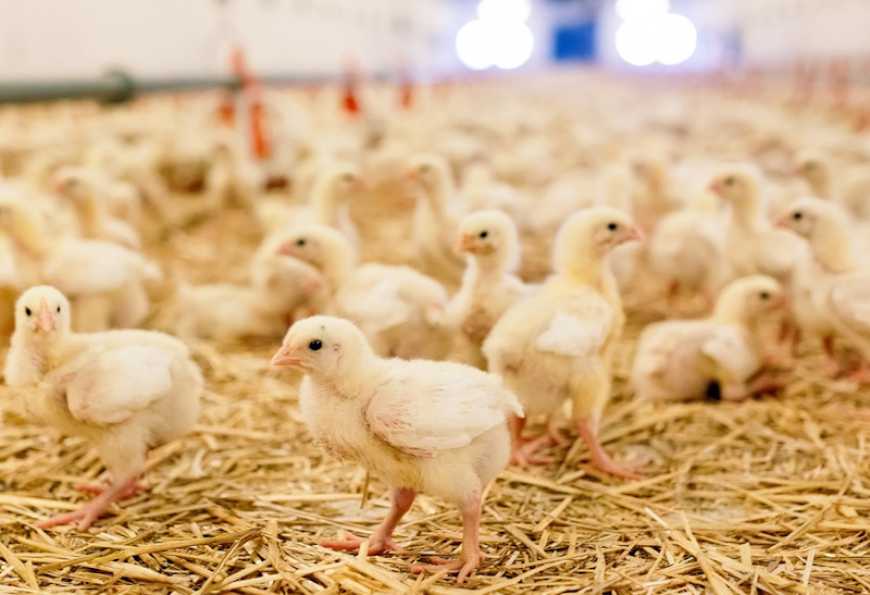 Стару ферму на Волині хочуть перетворити на птахофабрику