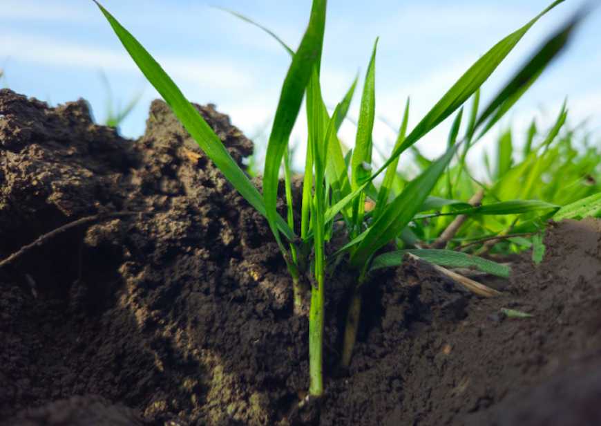 Осіння посівна-2025: дев&#039;ять областей в Україні завершили сівбу озимих зернових