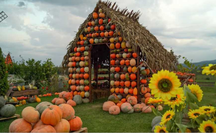 Під Чернівцями відкрилася локація, на якій зібрали понад 50 тисяч гарбузів ВІДЕО