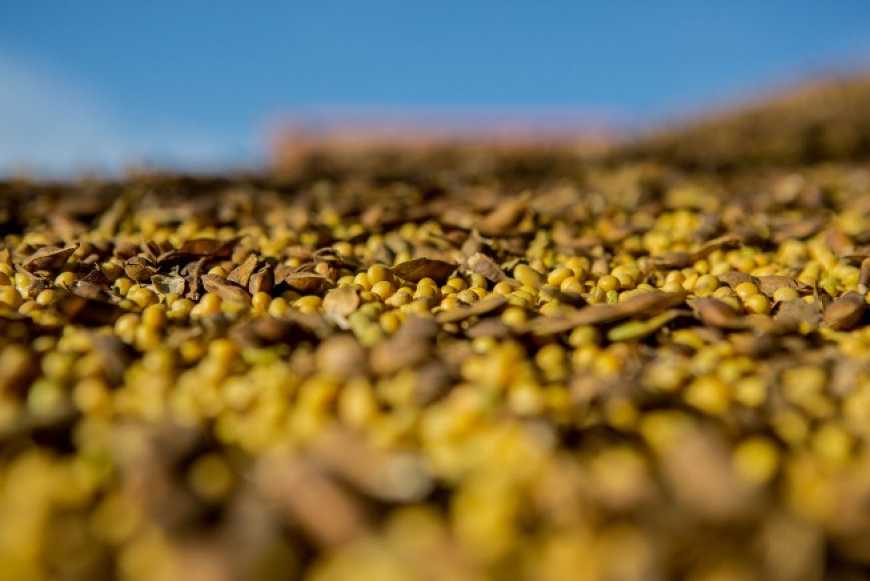 У наступному сезоні Україна може мати проблеми з експортом сої, – експерт