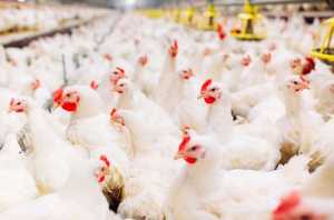 Нові стратегії профілактики інфекцій у промисловому птахівництві