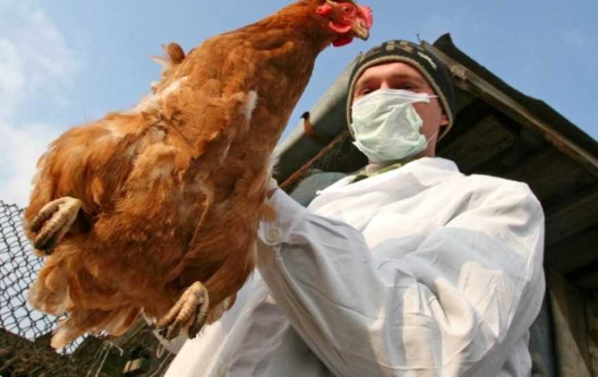 Грип птиці: на Київщині зареєстрований новий випадок