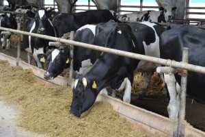 Перехідний період і гіпокальціємія у молочних корів