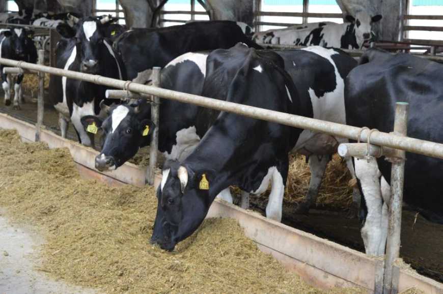 Перехідний період і гіпокальціємія у молочних корів