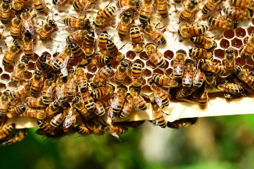 На українських пасіках добре перезимували 80-90% бджолосімей