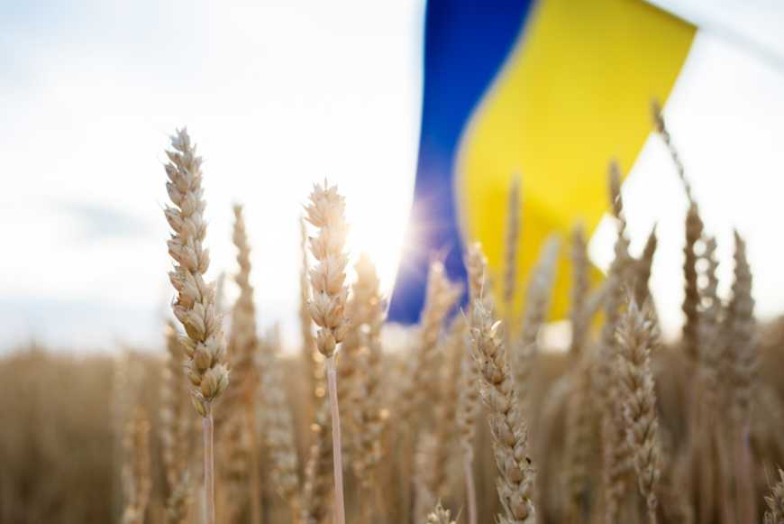 USDA знизив прогноз виробництва пшениці в Україні