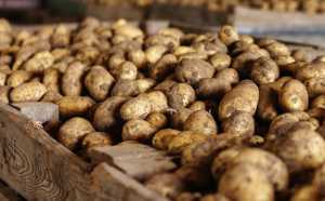 Дайджест українського картопляра: січень 2026