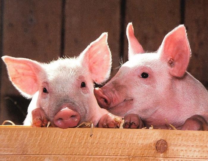 Наприкінці року ціни на ринку живця стабілізувалися