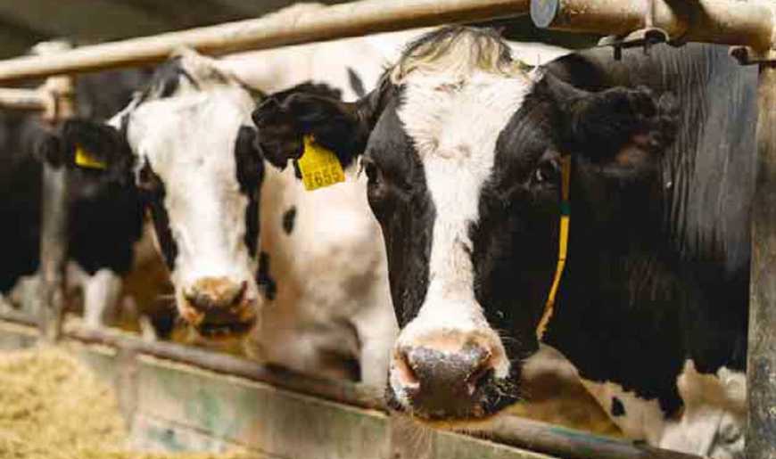 На Хмельниччині планують будівництво нової коров'ячої ферми