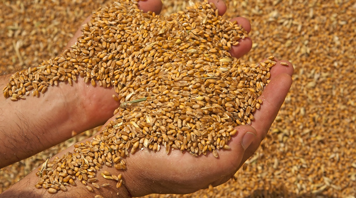 Як зберегти зерно, щоб не пропало — Агробізнес сьогодні