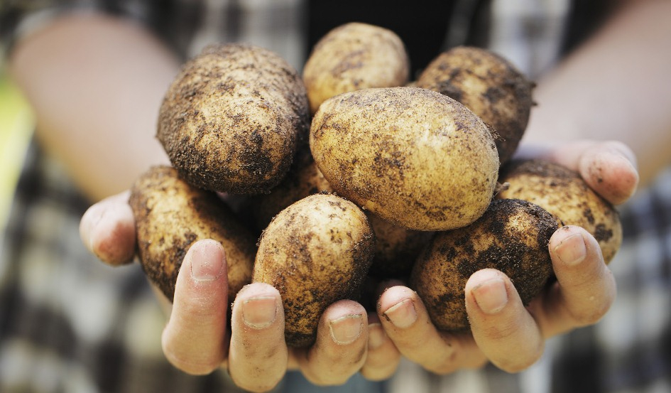 Можна садити картоплю в липні: поради і рекомендації
