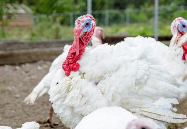 Переваги вирощування індиків біг 6