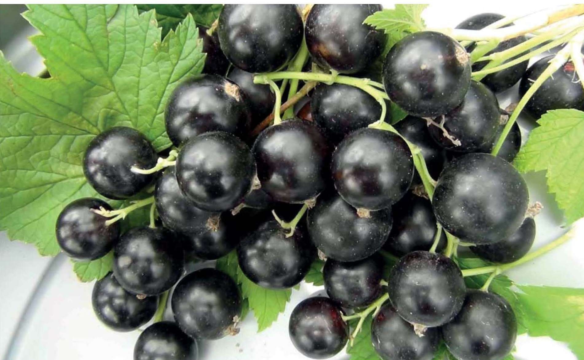 Смородина ильинка. Смородина красная ильинка. Смородина ильинка. Сорт катюша смородины. Смородина алтайская поздняя.